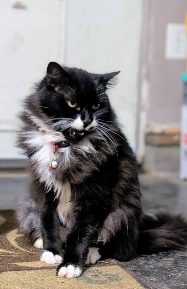 Enlarge Molly, a ADOPTABLE Domestic Long Hair in Lodi, CA image 3/5