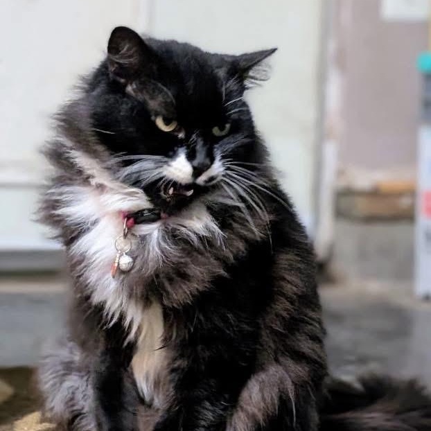 Enlarge Molly, a ADOPTABLE Domestic Long Hair in Lodi, CA image 4/6