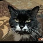 Molly, ADOPTABLE, Young Female Domestic Long Hair.