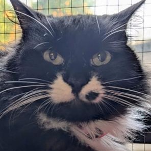 Enlarge Molly, a ADOPTABLE Domestic Long Hair in Lodi, CA image 4/5