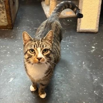 Enlarge Lucy, a Adoptable mixed breed in Pickering, ON image 2/3