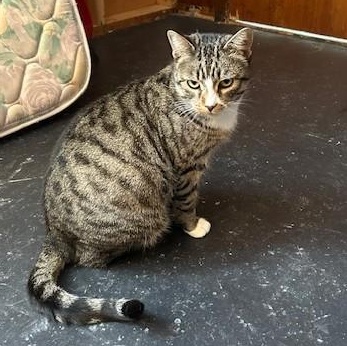 Enlarge Lucy, a Adoptable mixed breed in Pickering, ON image 3/3