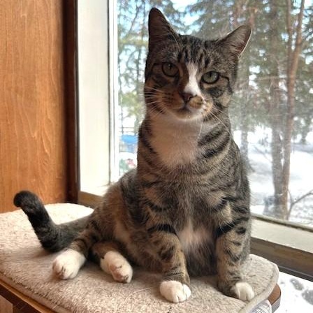Enlarge Lucy, a Adoptable mixed breed in Pickering, ON image 1/3