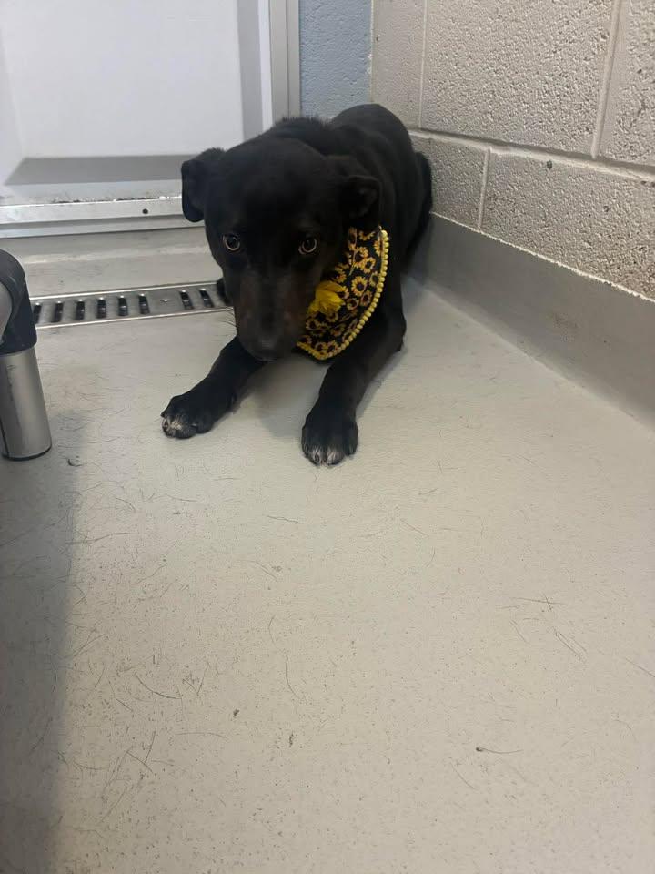 JINKIES, Adoptable, Young Female Feist & Whippet.