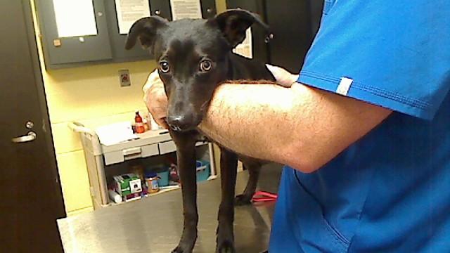 Enlarge JINKIES, a Adoptable mixed breed in Cookeville, TN image 1/1