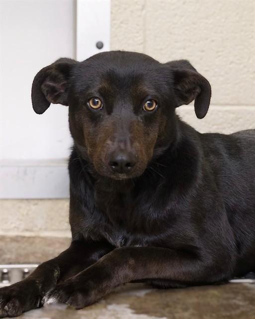 JINKIES, Adoptable, Young Female Feist & Whippet.