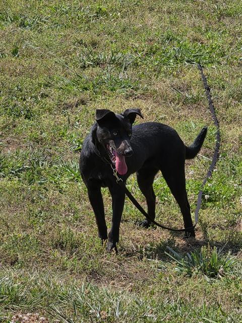 Enlarge JINKIES, a Adoptable mixed breed in Cookeville, TN image 1/1