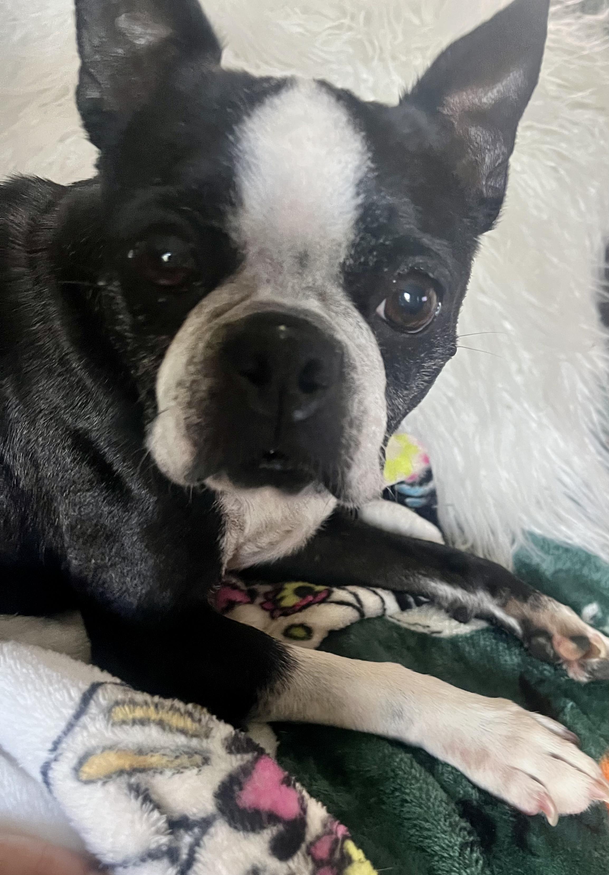 Enlarge Mimi - pending, a hold Boston Terrier in Elkhorn, NE image 3/3