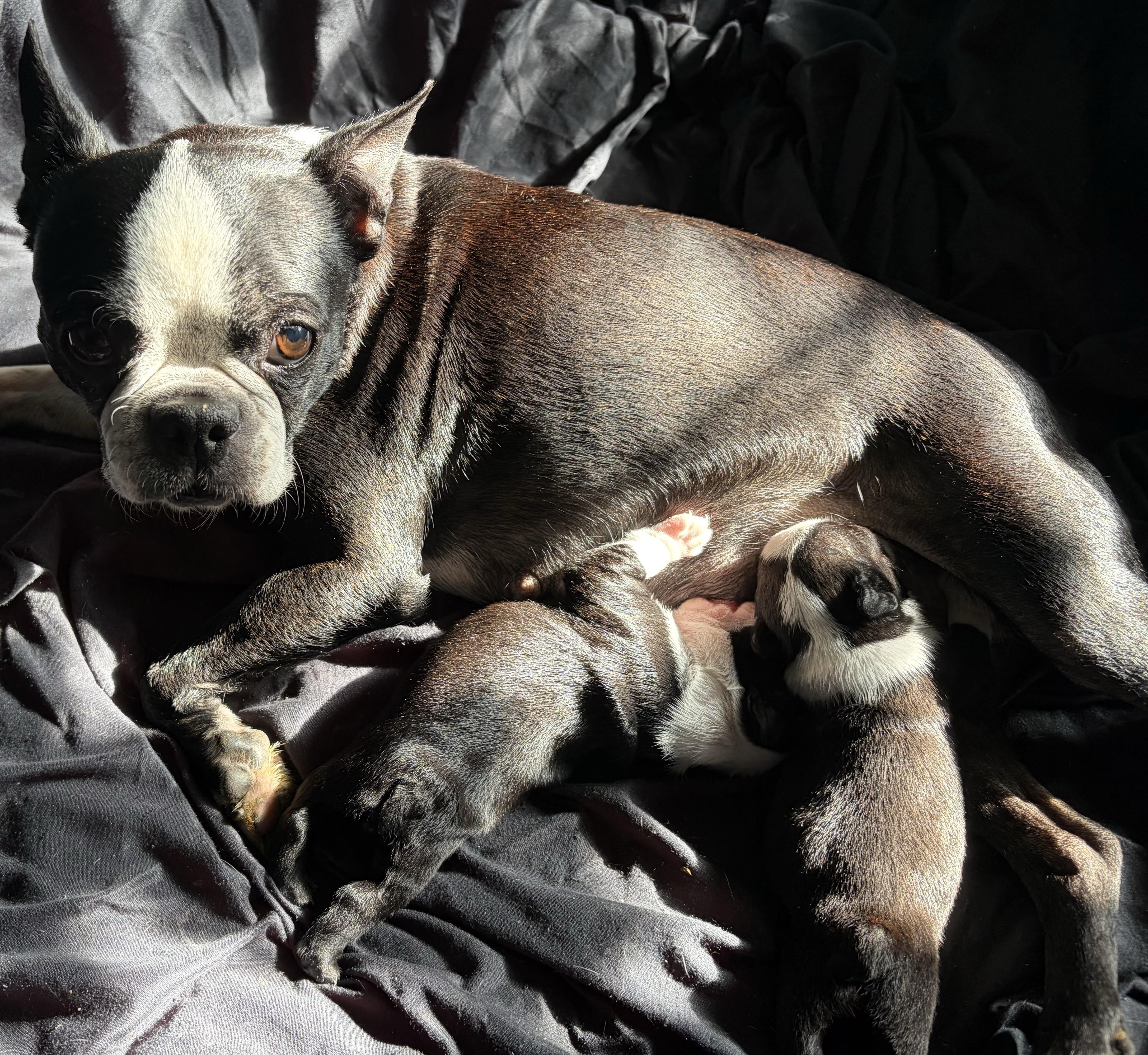 Mimi in NE, a ADOPTABLE Boston Terrier in Elkhorn, NE image 2/2