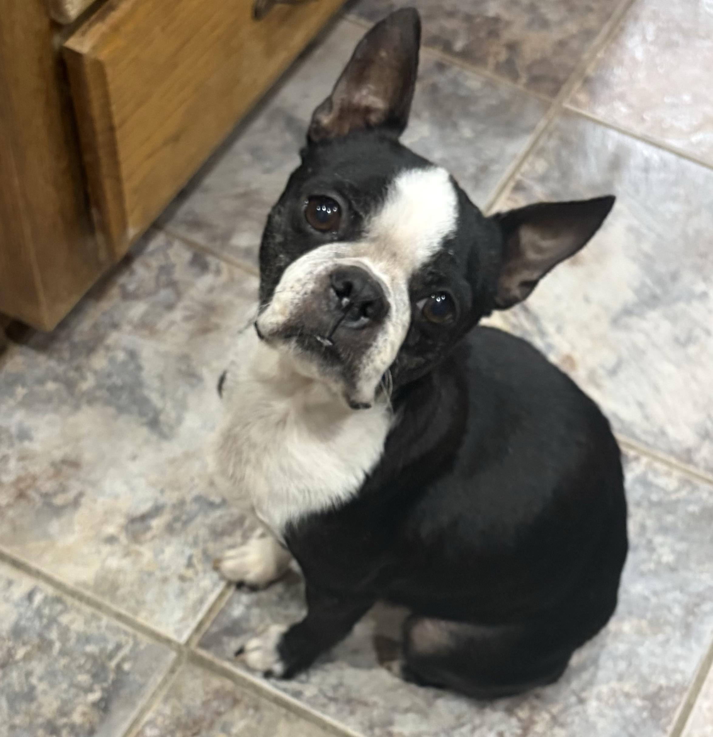 Mimi in NE, a ADOPTABLE Boston Terrier in Elkhorn, NE image 1/2