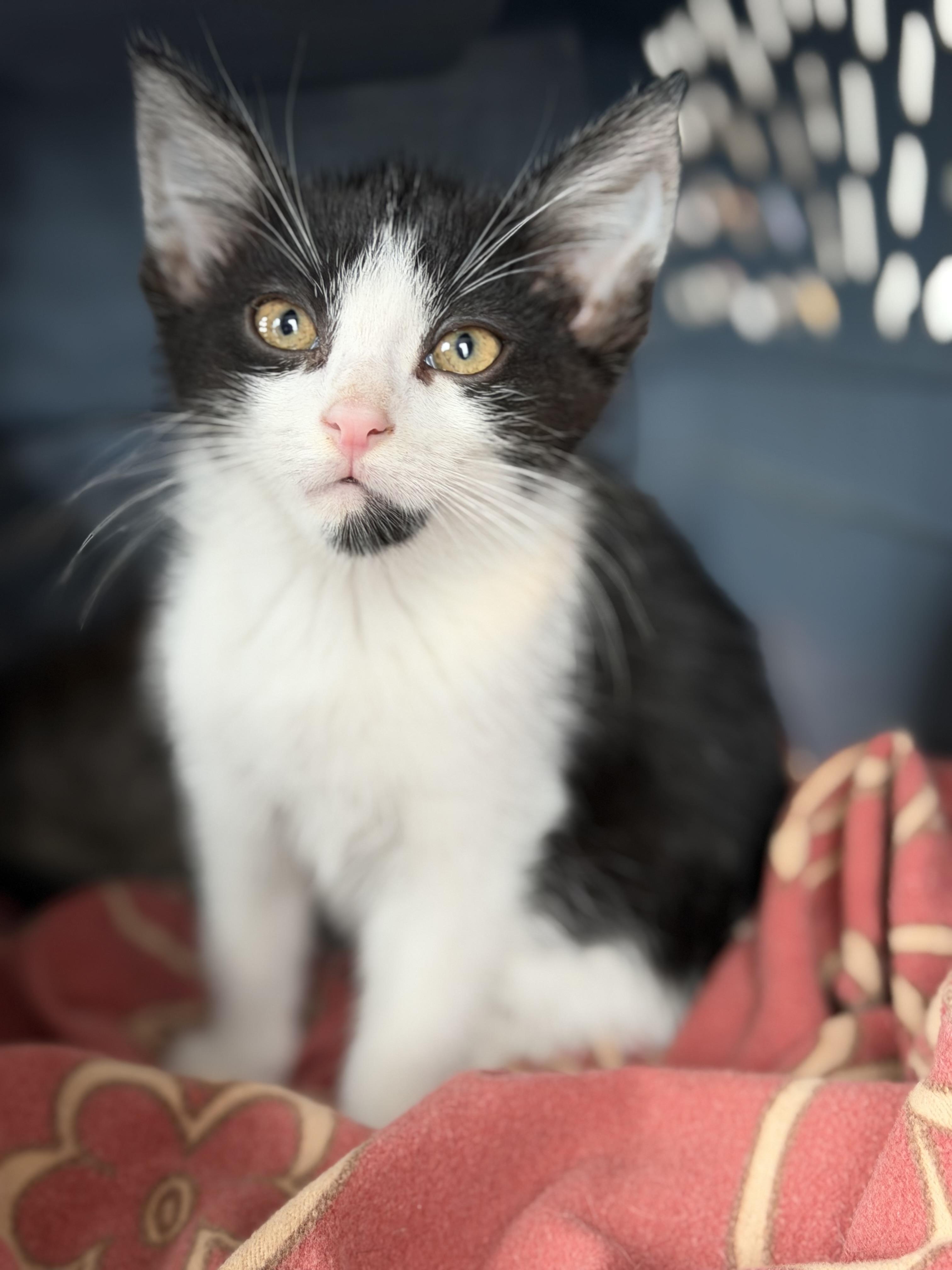 Eric, Adoptable, Kitten Female Domestic Short Hair.