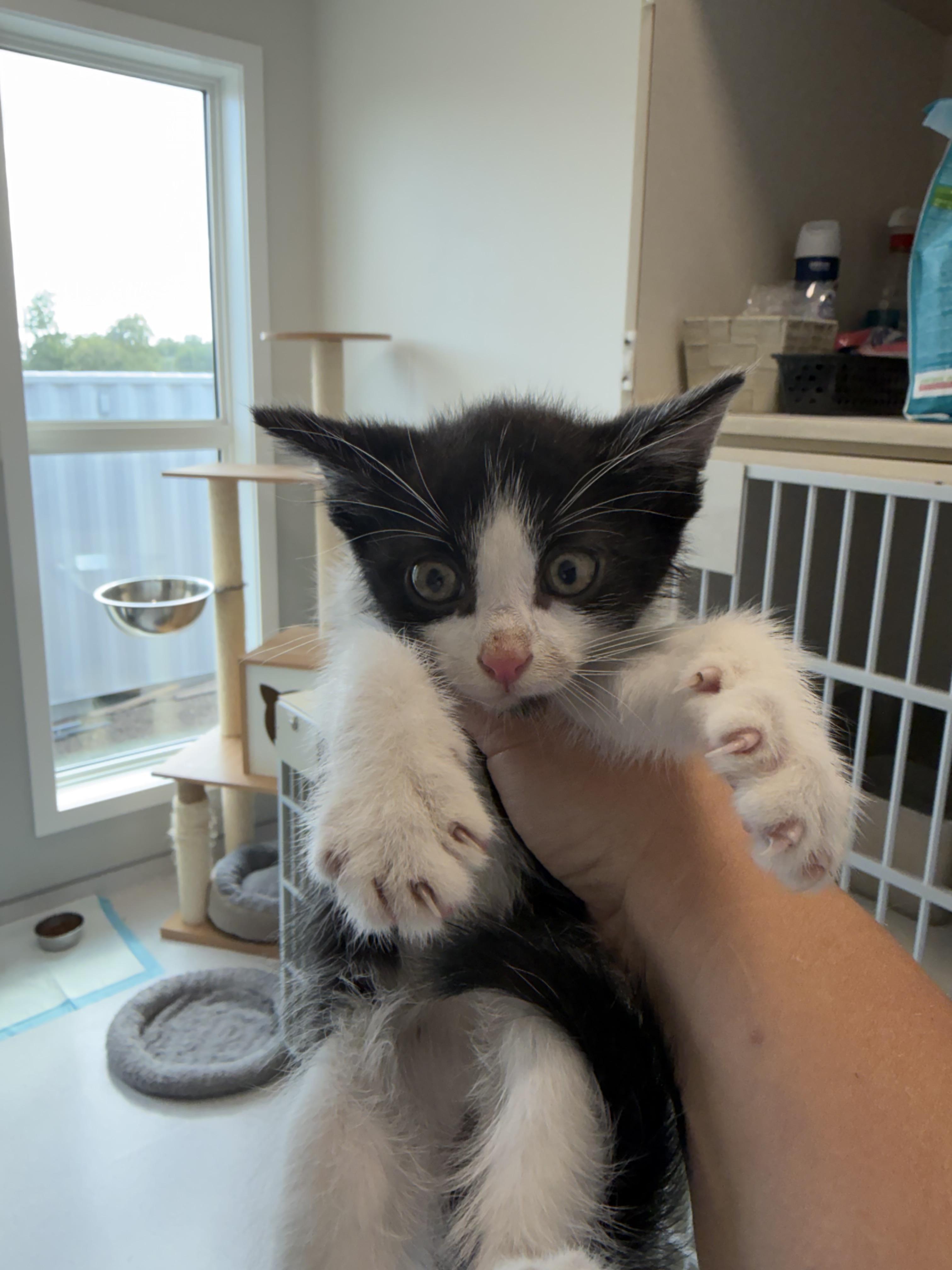 Enlarge Eric, a Adoptable Domestic Short Hair in Steinbach, MB image 2/2