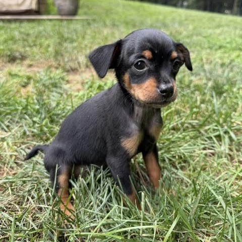 Enlarge Sophia, a ADOPTABLE mixed breed in Midlothian, VA image 2/3