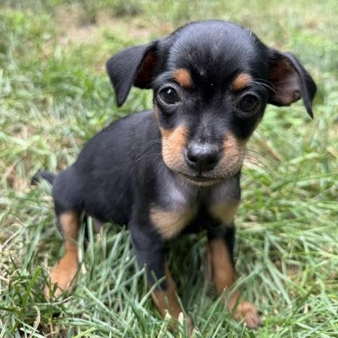Sophia, ADOPTABLE, Puppy Female Chihuahua.