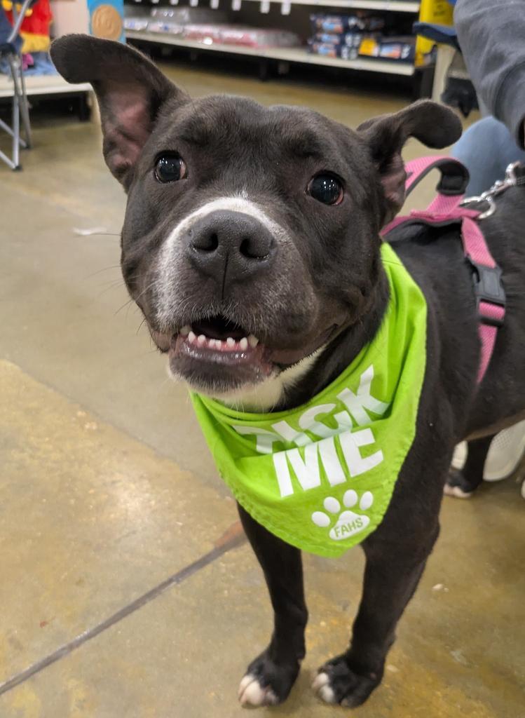 LILO, Adoptable, Adult Female Mixed Breed.