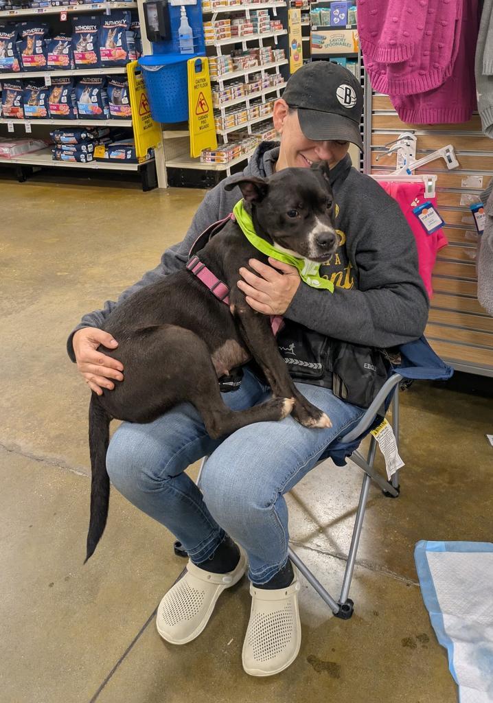 LILO, a Adoptable mixed breed in Florence, SC image 2/6