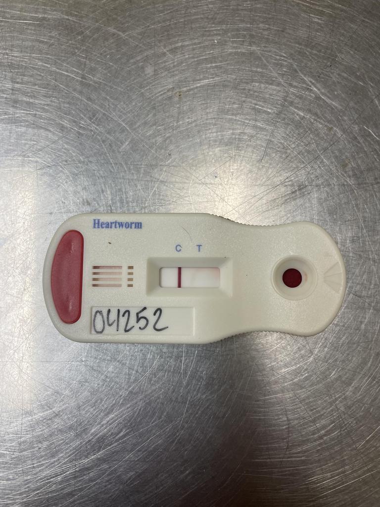 Enlarge LILO, a Adoptable mixed breed in Florence, SC image 4/6