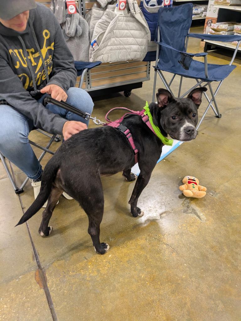 LILO, a Adoptable mixed breed in Florence, SC image 4/6