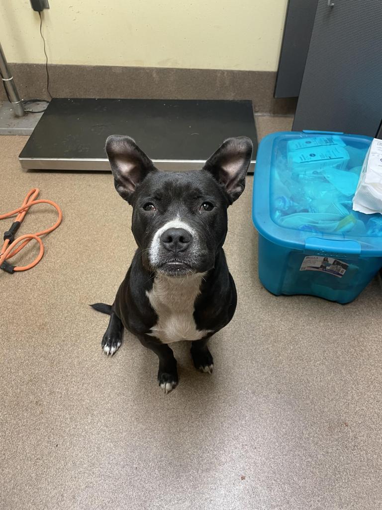 Enlarge LILO, a Adoptable mixed breed in Florence, SC image 6/6