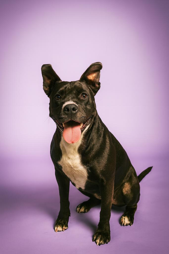 LILO, a Adoptable mixed breed in Florence, SC image 6/6