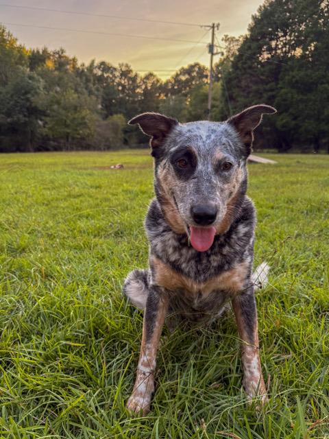 Brooklyn, Adoptable, Adult Female Australian Cattle Dog / Blue Heeler.