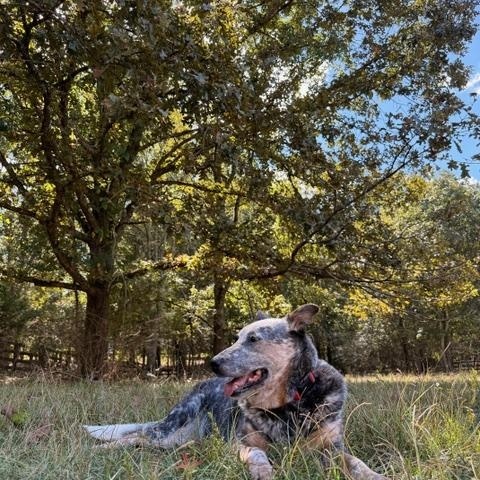 Enlarge Brooklyn, a Adoptable Australian Cattle Dog / Blue Heeler in Madison, GA image 2/5