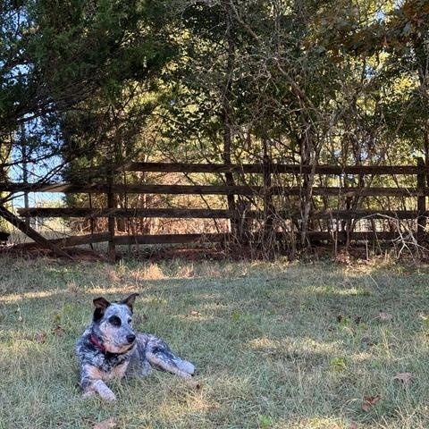 Enlarge Brooklyn, a Adoptable Australian Cattle Dog / Blue Heeler in Madison, GA image 3/5