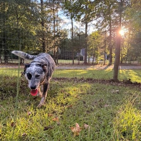 Enlarge Brooklyn, a Adoptable Australian Cattle Dog / Blue Heeler in Madison, GA image 5/5
