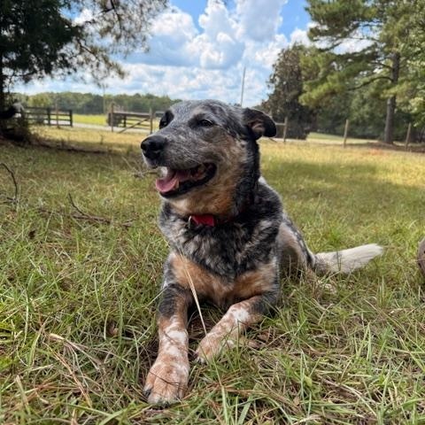 Enlarge Brooklyn, a Adoptable Australian Cattle Dog / Blue Heeler in Madison, GA image 4/5