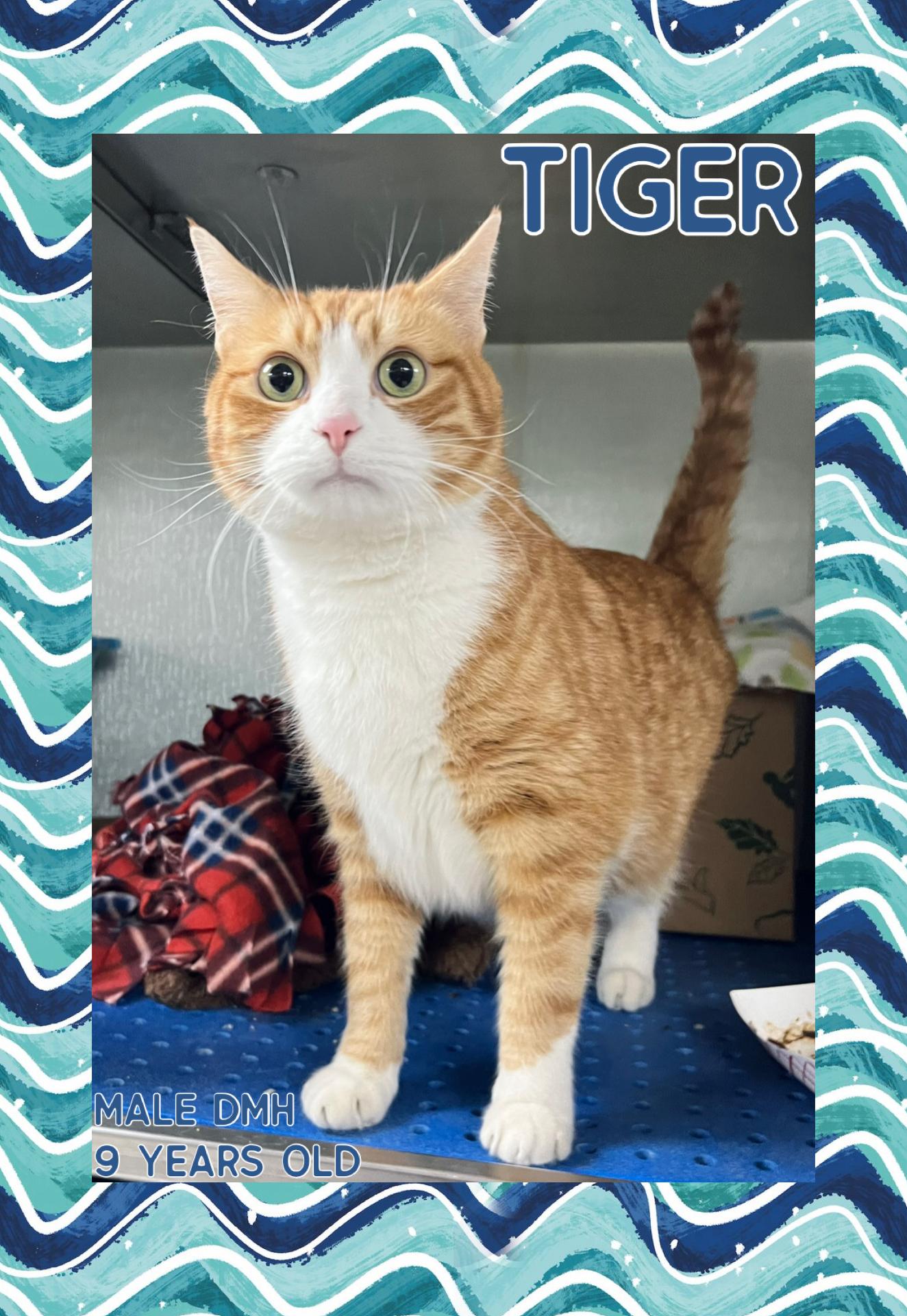 Tiger, ADOPTABLE, Adult Male Domestic Medium Hair.