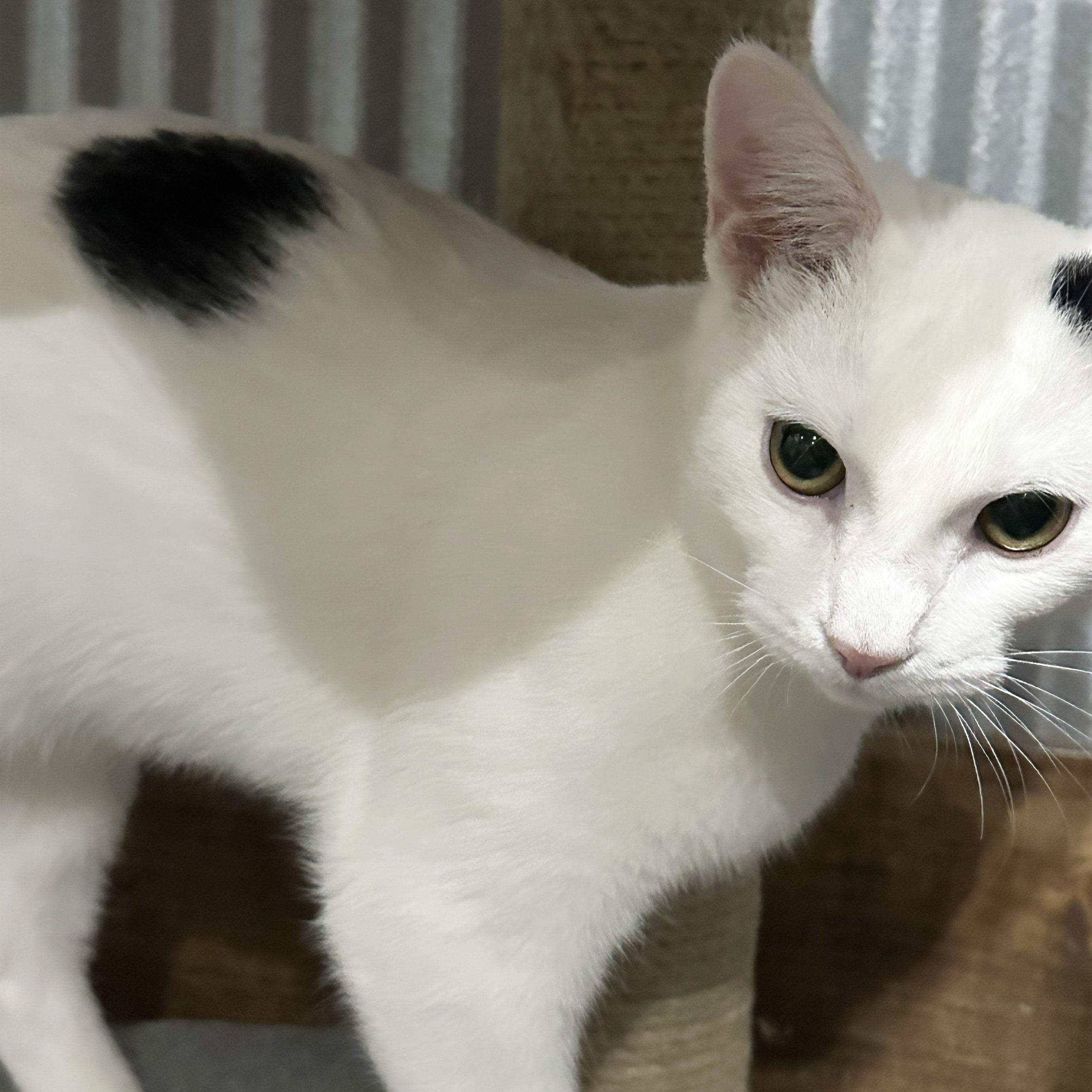 Olsen, Adoptable, Young Male Domestic Short Hair.