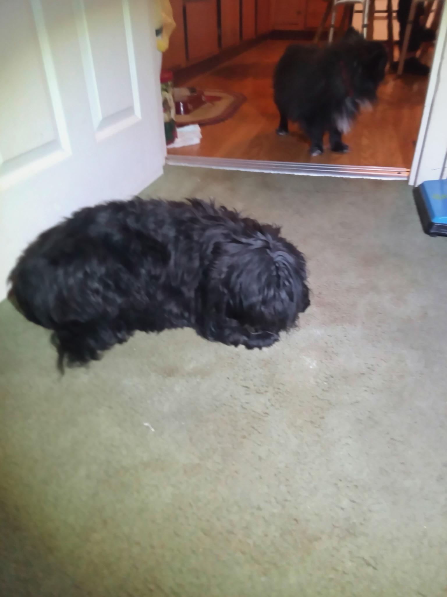 Cody, a ADOPTABLE Shih Tzu in Hindsboro, IL image 2/3
