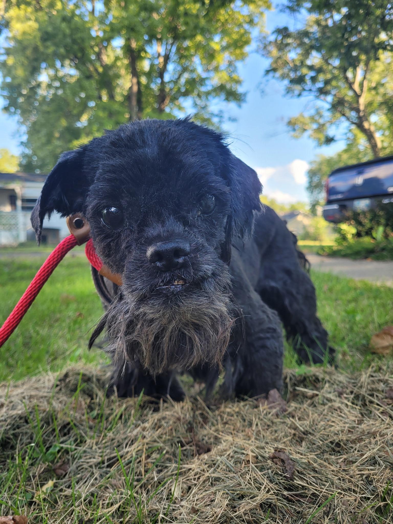 Cody, a ADOPTABLE Shih Tzu in Hindsboro, IL image 3/3