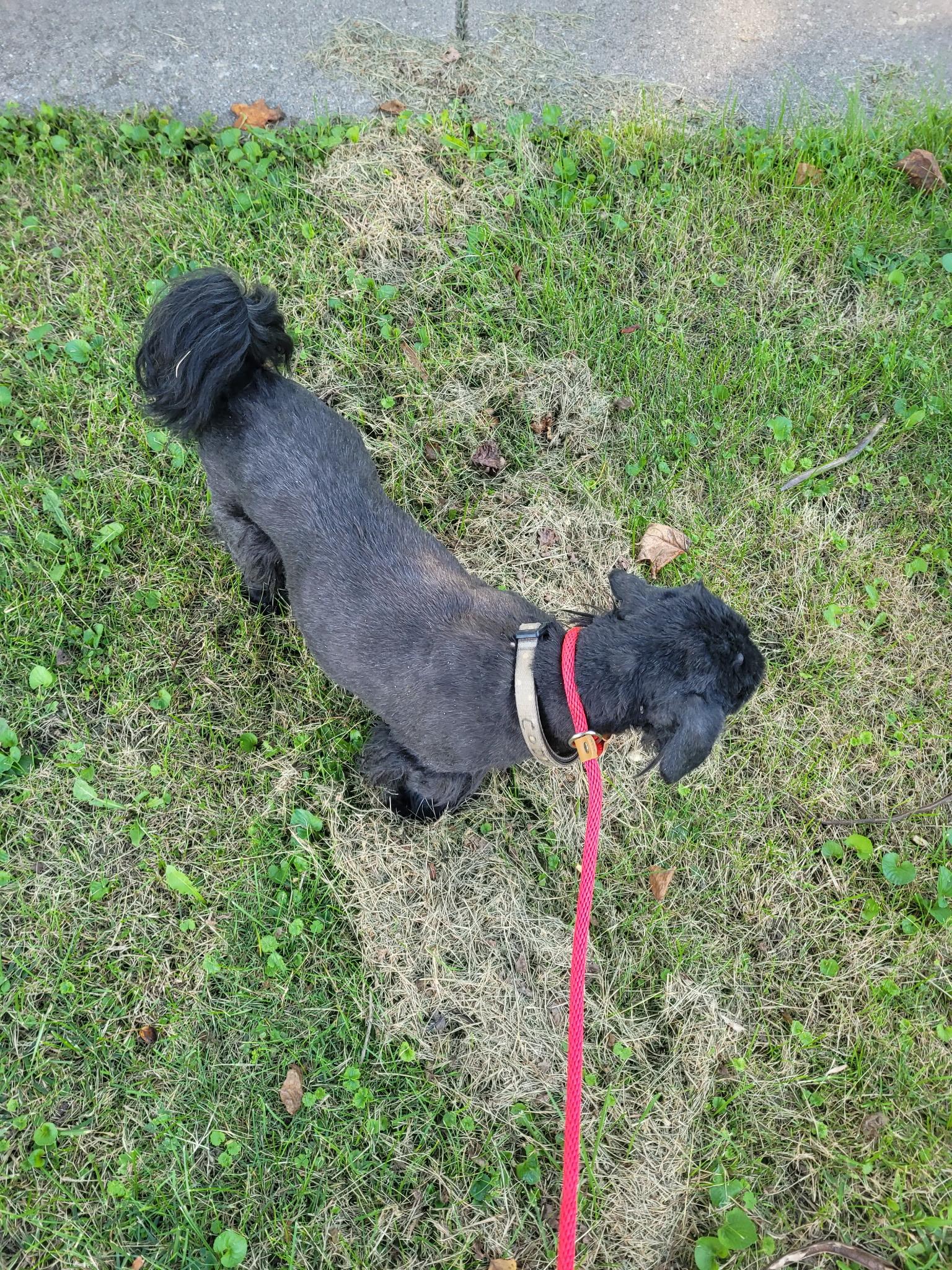 Cody, a ADOPTABLE Shih Tzu in Hindsboro, IL image 1/3
