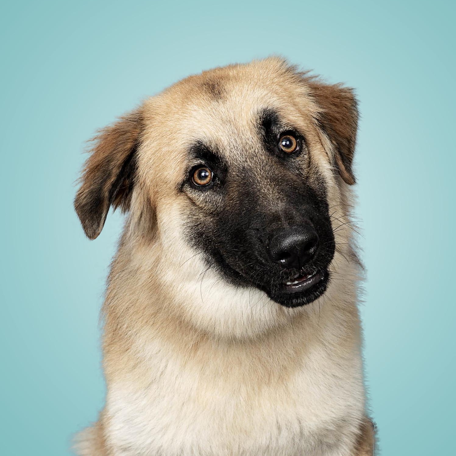 Enlarge RUBY- HOUSTON, TX, a ADOPTABLE mixed breed in Alvin, TX image 4/6