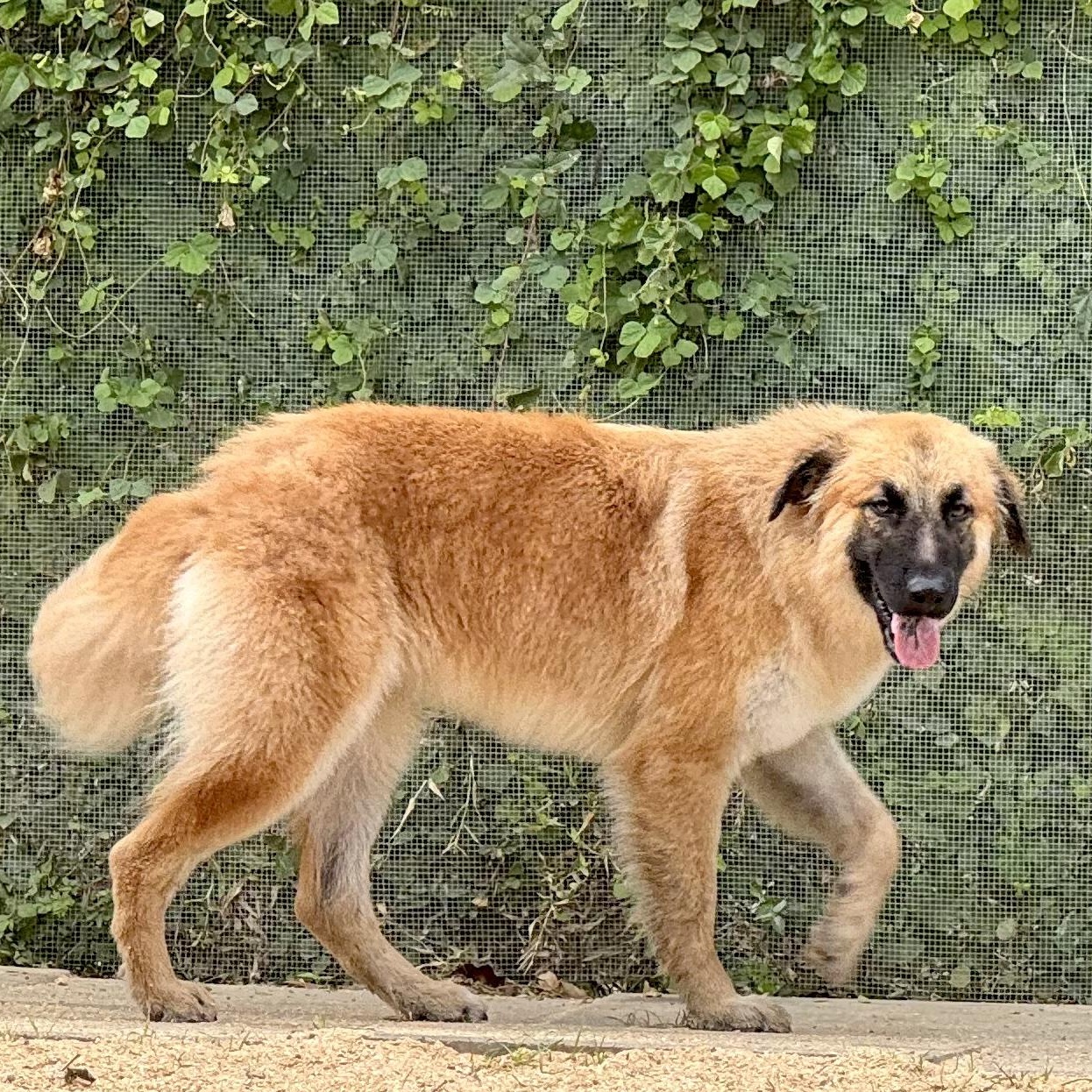 Enlarge RUBY- HOUSTON, TX, a ADOPTABLE mixed breed in Alvin, TX image 6/6