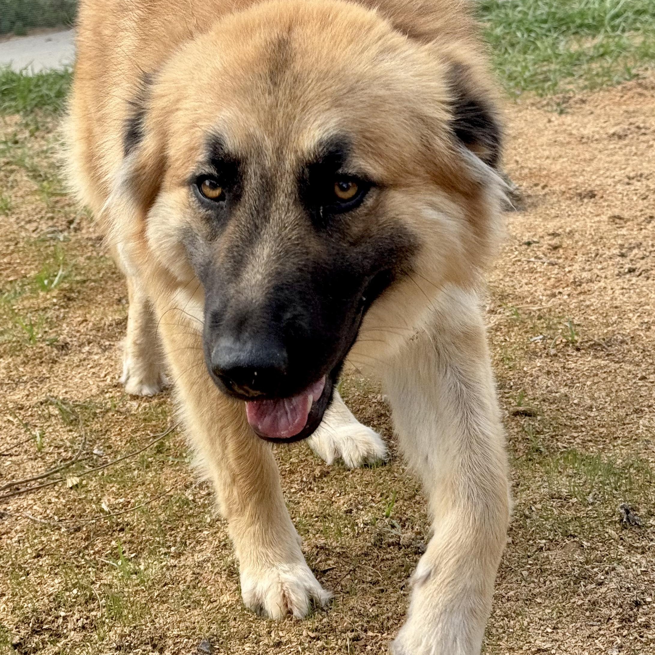 Enlarge RUBY- HOUSTON, TX, a ADOPTABLE mixed breed in Alvin, TX image 1/6