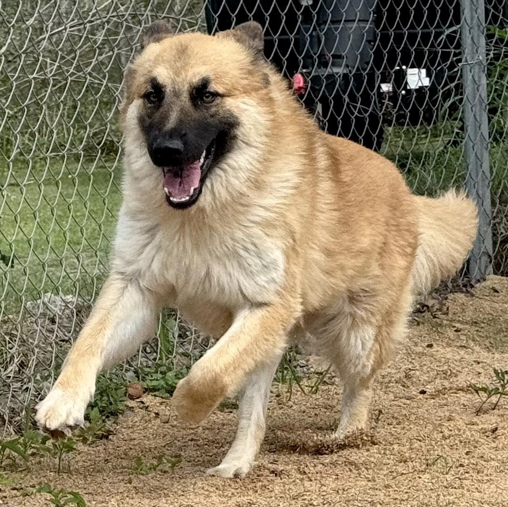 Enlarge RUBY- HOUSTON, TX, a ADOPTABLE mixed breed in Alvin, TX image 3/6