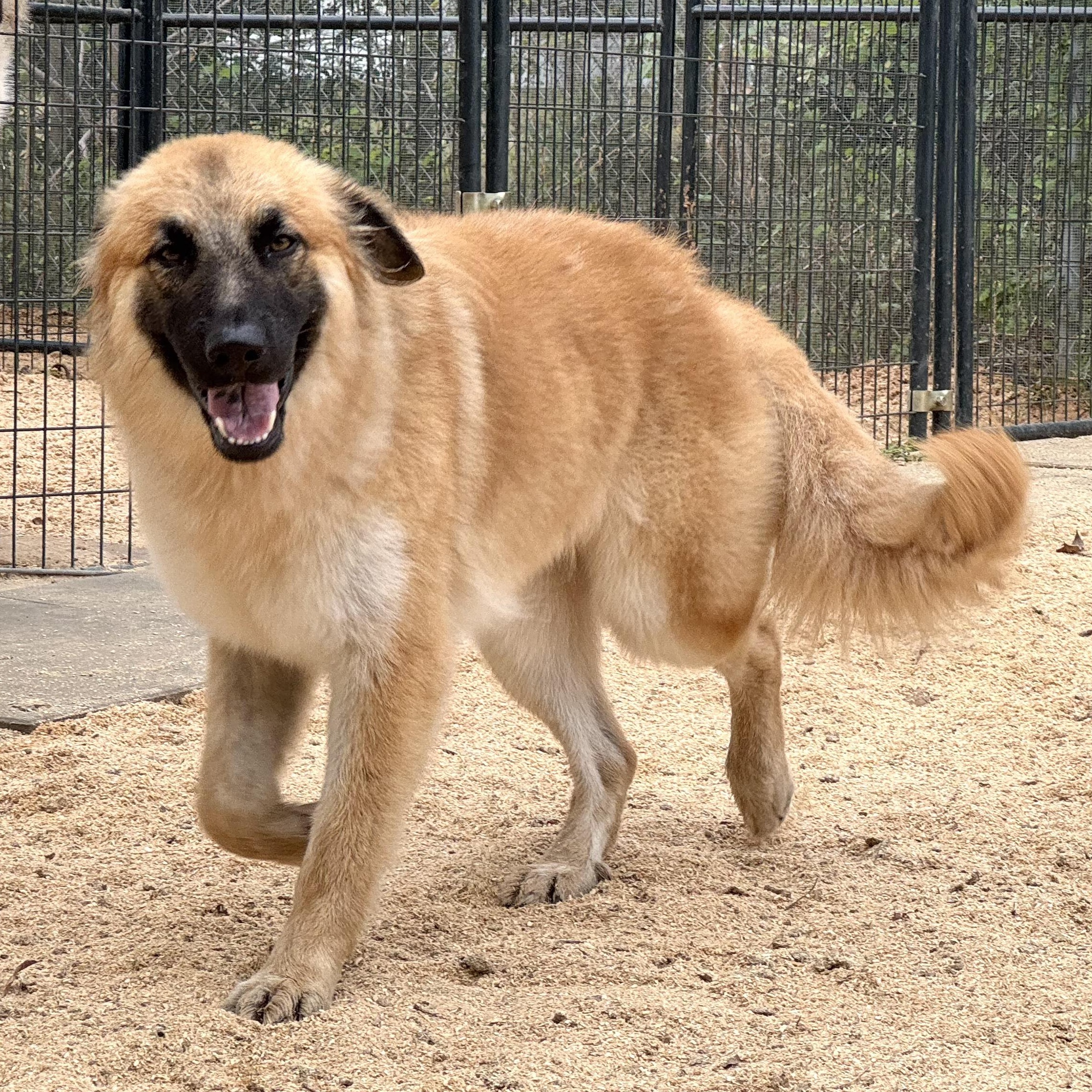 Enlarge RUBY- HOUSTON, TX, a ADOPTABLE mixed breed in Alvin, TX image 2/6