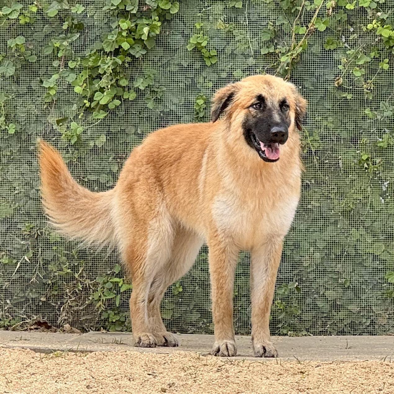 RUBY- HOUSTON, TXION, Adoptable, Young Female Great Pyrenees & German Shepherd Dog.