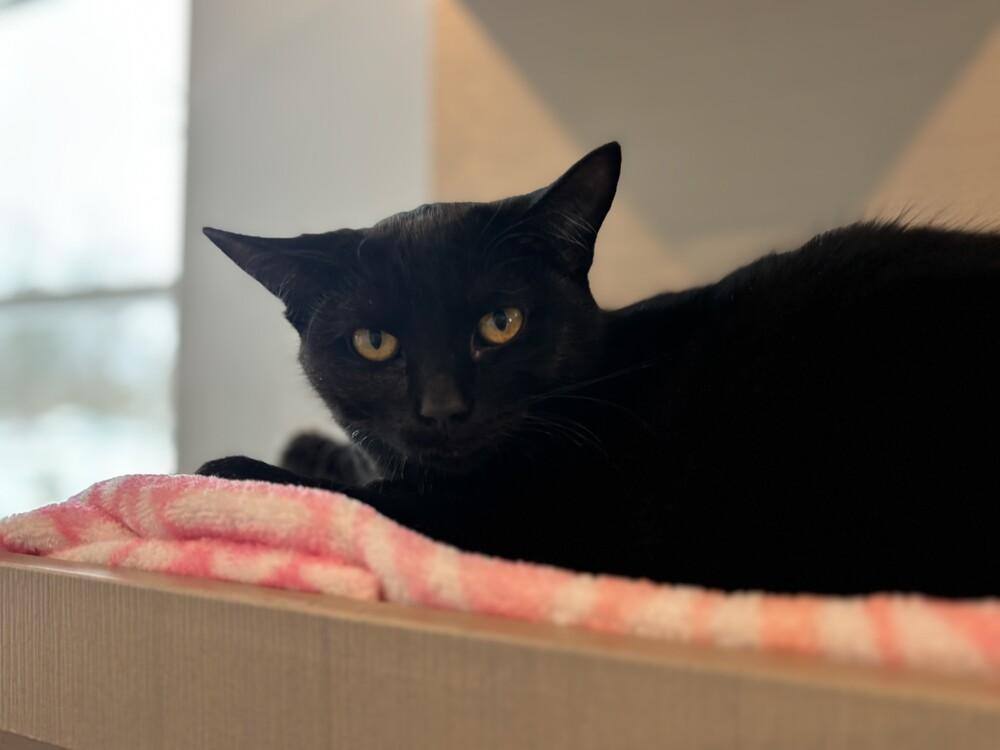 Raven Moon, Adoptable, Kitten Female Domestic Short Hair.