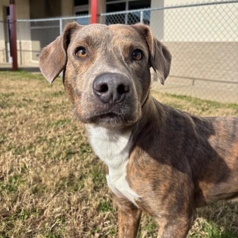 Asher , ADOPTABLE, Adult Male Pit Bull Terrier & Plott Hound.