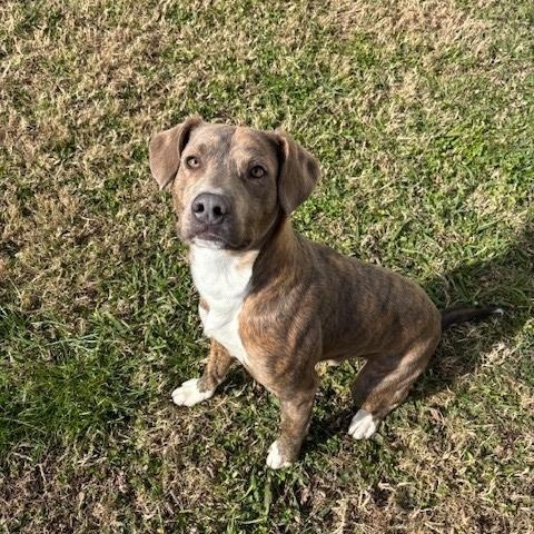 Enlarge Asher , a ADOPTABLE mixed breed in Fayetteville, AR image 2/4