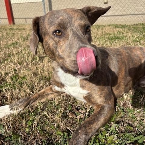 Enlarge Asher , a ADOPTABLE mixed breed in Fayetteville, AR image 3/4