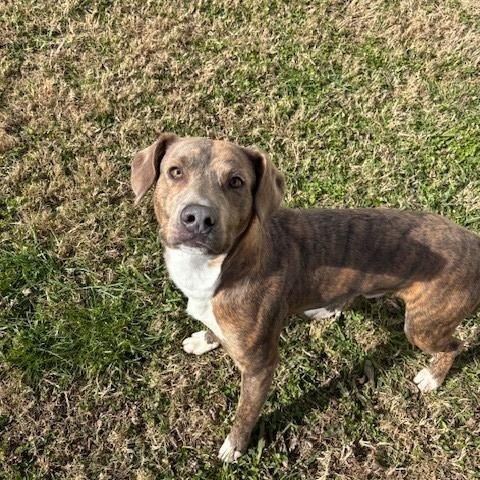 Enlarge Asher , a ADOPTABLE mixed breed in Fayetteville, AR image 4/4
