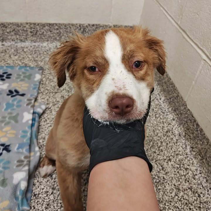 Diana, Adopted, Puppy Female Australian Shepherd.