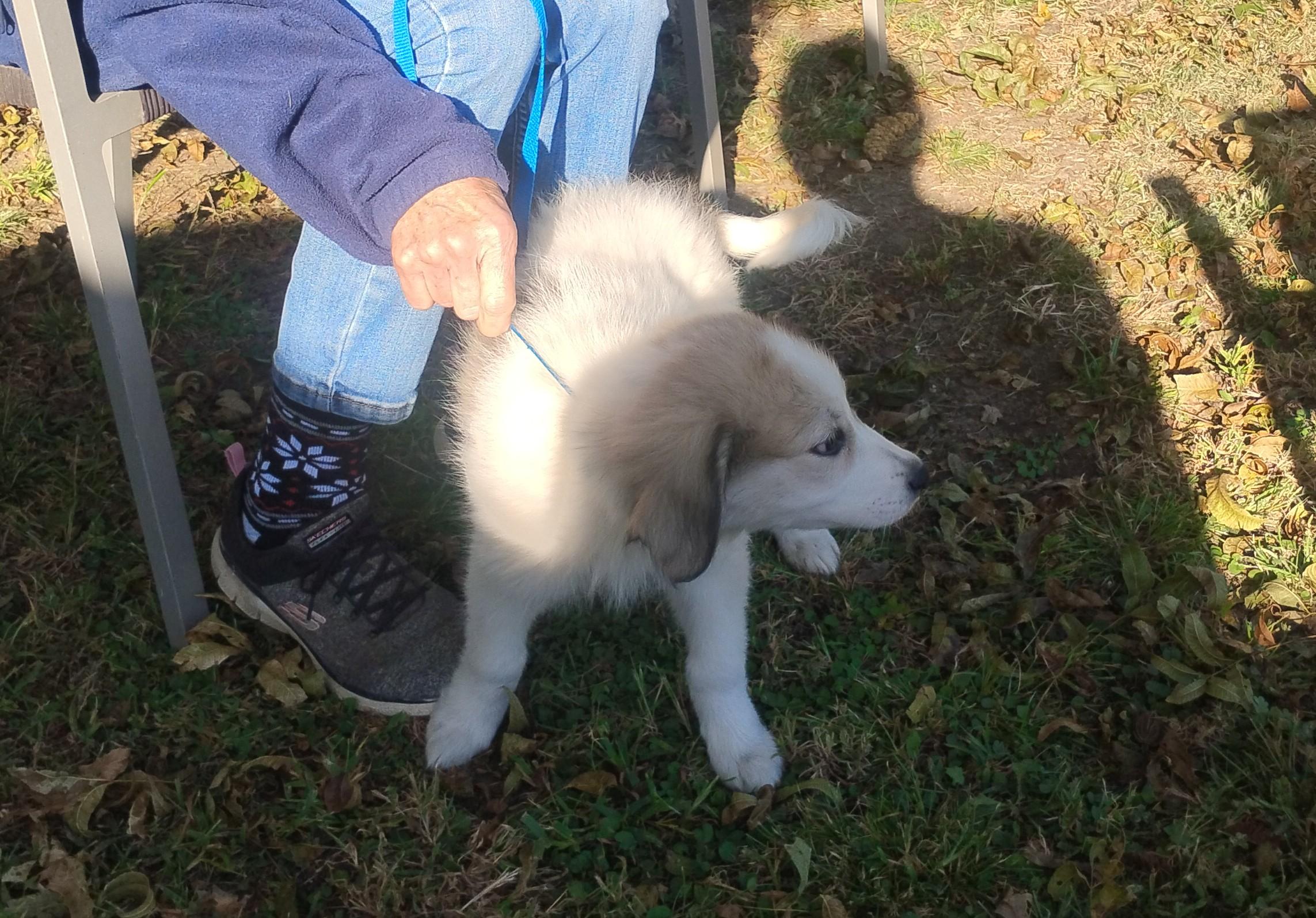 Annabelle, Adoptable, Puppy Female Great Pyrenees.