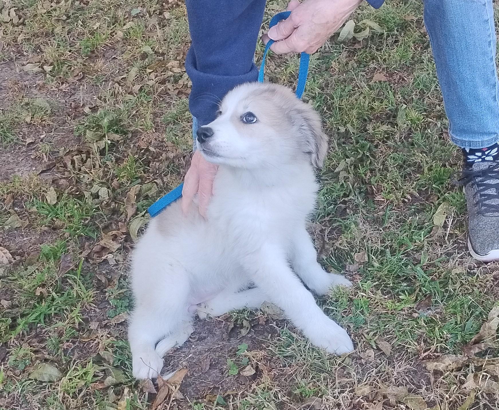 Enlarge Annabelle, a Adoptable Great Pyrenees in Sulphur, OK image 2/2