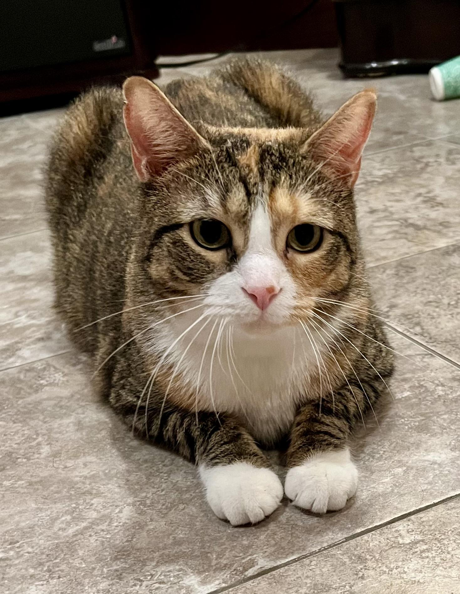 Ginger, Adoptable, Adult Female Domestic Short Hair.