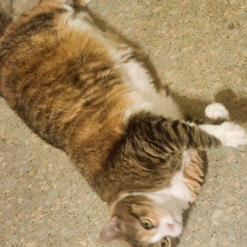 Enlarge Ginger, a Adoptable Domestic Short Hair in Seven Valleys, PA image 1/5